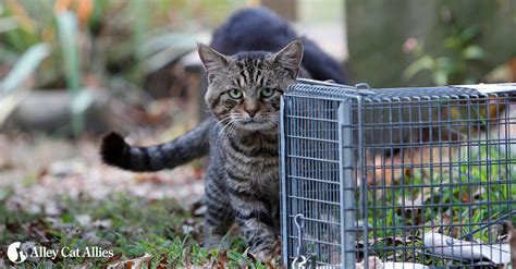 How To Catch A Cat In A Live Trap - Cat Lovster