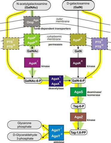 N-Acetylgalactosamine Utilization Pathway and Regulon in Proteobacteria ...