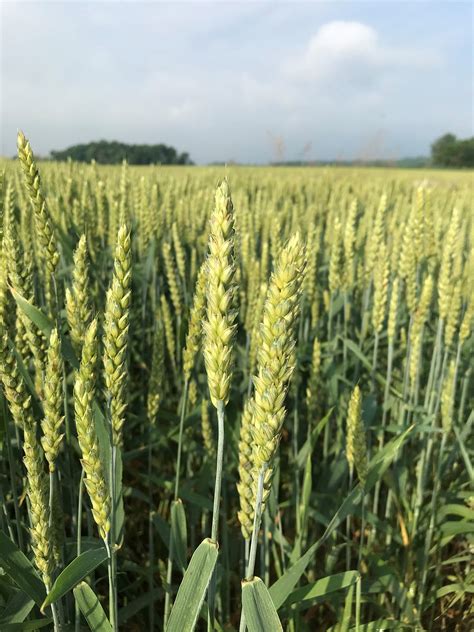 Soft Red Winter Wheat As A Forage | Purdue University Pest&Crop newsletter