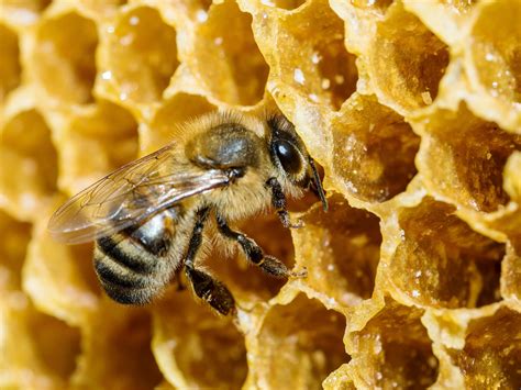 How do bees make honey? From the hive to the pot | Live Science