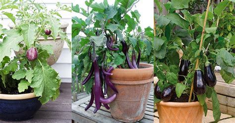 How to Grow an Eggplant in a Pot | Aubergine Care