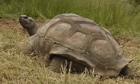 Aldabra tortoise | Smithsonian's National Zoo and Conservation Biology ...