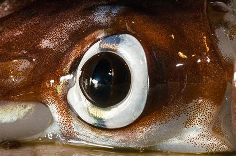 Amazing eyes: 17 vision champions | Natural History Museum