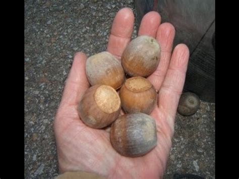 Planting burr oak acorns Huge Texas acorn (seeds) - YouTube