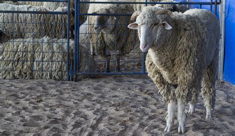 Cowboys not just in Texas, rodeo features best in nation - The Baylor ...