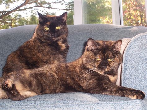 "Tortitude" - The Unique Personality of Tortoiseshell Cats