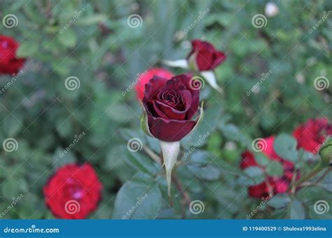 Dark Red Rose in the Garden Stock Image - Image of nature, dowel: 119400529