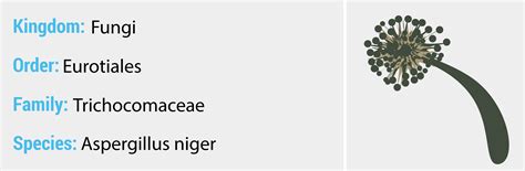 Aspergillus niger - Quip Labs