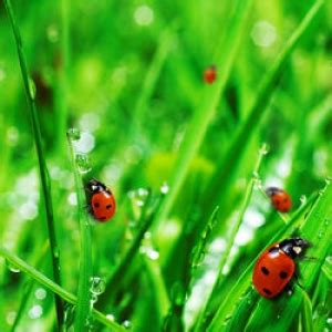 Garden Ladybugs -lady bugs,ladybugs