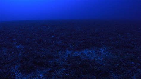 Deep Ocean Studies Unlock Hidden Secrets - AltaSea