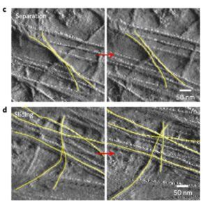 Plantae | Nanoscale movements of cellulose microfibrils in primary cell walls ($) | Plantae