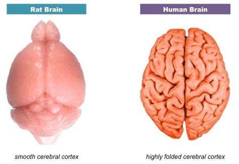 Cerebral Cortex | BioNinja