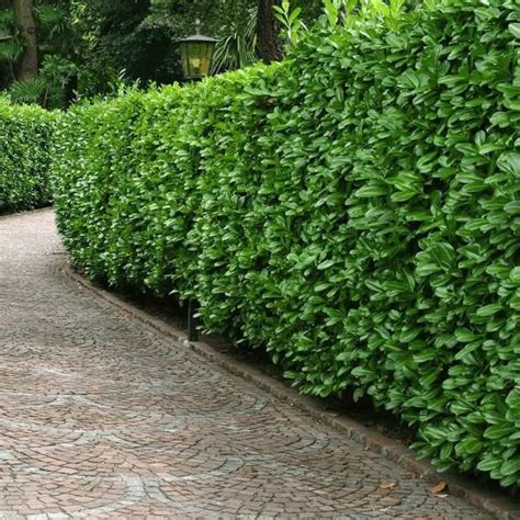 Fastest Growing Evergreen Shrubs for Privacy | Best Home Gear