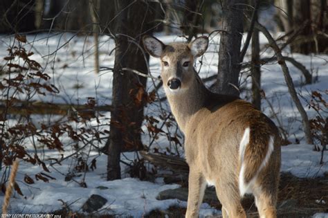 DEER TAKEN 2-25-2014 ON ST LAWRENCE RIVER WELLESLEY ISLAND NEW YORK | Saint lawrence river ...