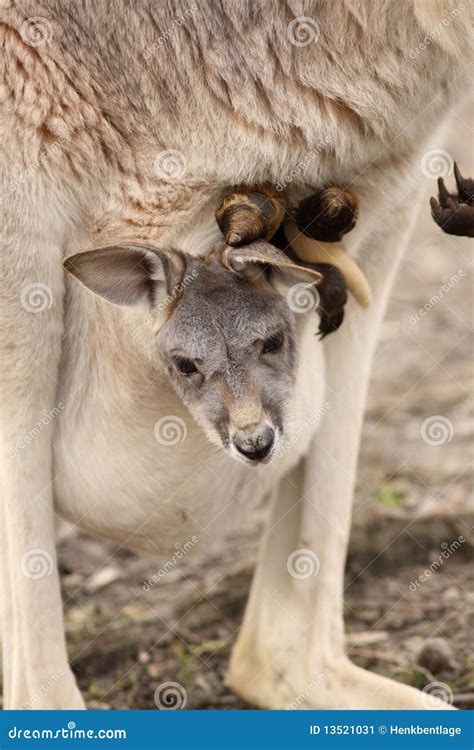 Baby Kangaroo Sitting In Its Mothers Pouch Stock Image - Image: 13521031