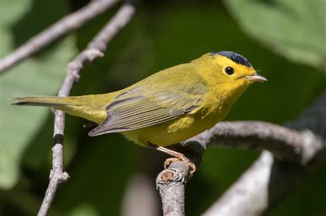 Wilson’s Warbler (male-fall) – Jeremy Meyer Photography