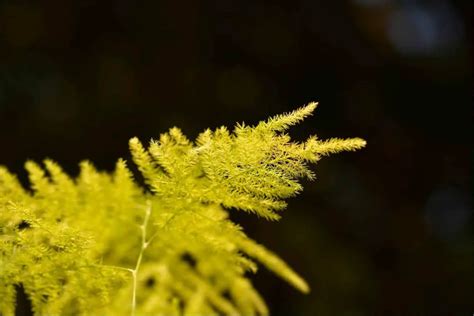 Asparagus Fern Care Guide - The Contented Plant