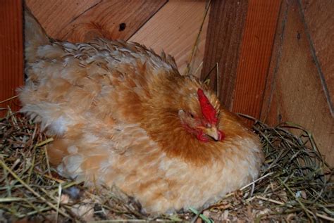 Hatching chicken eggs naturally under a broody hen – The Poultry Guide