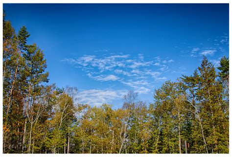 Forest&Blue sky photo & image | landscape, fields & meadows, 2018 up images at photo community