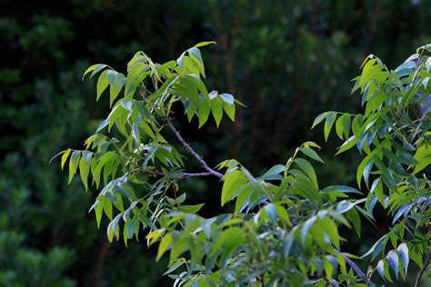 Pecan Nut Tree Free Stock Photo - Public Domain Pictures