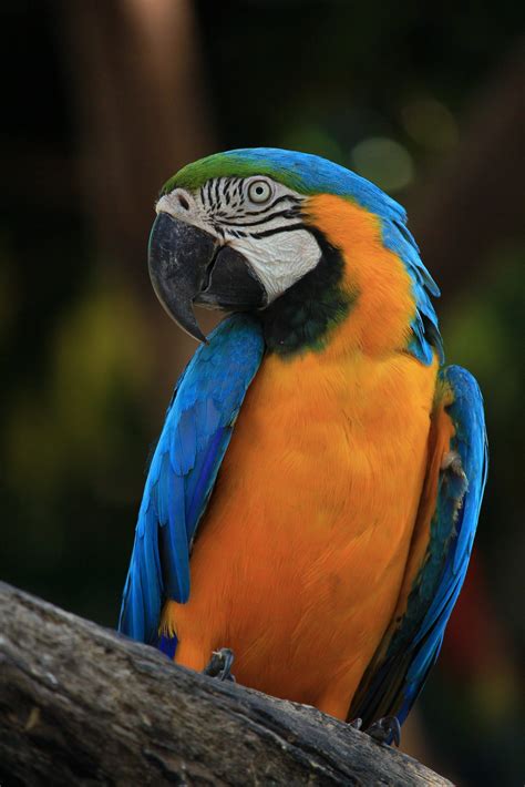 BLUE & GOLD MACAW – myPARROTCARE