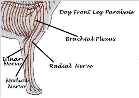 Causes of Front Leg Paralysis in Dogs - PetHelpful