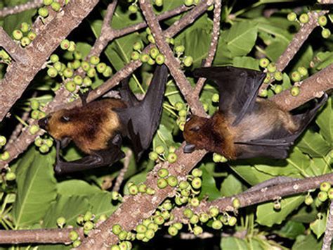 Island Flying Fox- Pteropus hypomelanus