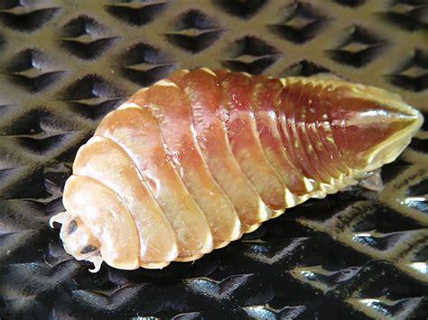 Isopod,Tongue-eating,Parasite,Called,Cymothoa,Exigua.,A,Tongue,Biter,Or ...