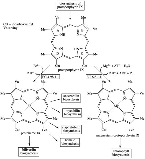 porphyrin biosynthesis part 3