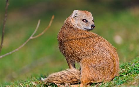 Download Animal Mongoose HD Wallpaper