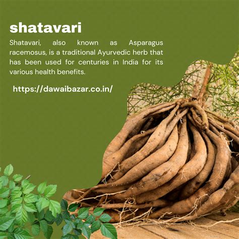 Unlocking the Health Benefits of Shatavari: The Powerful Adaptogen Herb