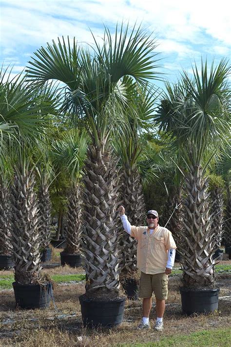 Sabal Palm Trees For Sale | Wholesale Palm Trees | Davenport Nursery