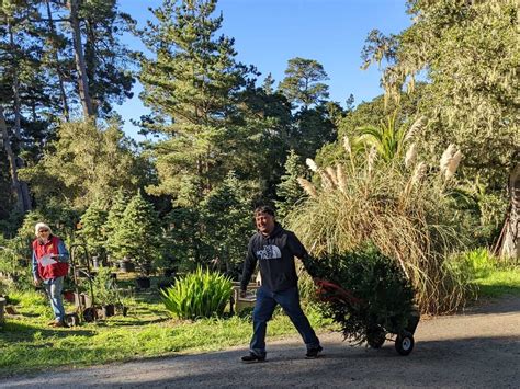 Potted Christmas trees bring (almost) all the holiday ambience without the waste : NPR