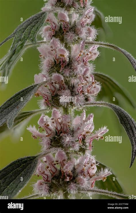 Motherwort, Leonurus cardiaca, in flower. East European Stock Photo - Alamy