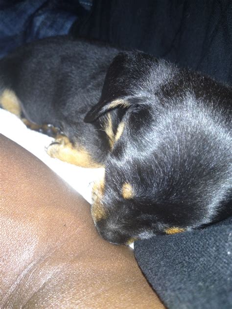 Dachshund Puppies For Sale | Fayetteville, NC #307266