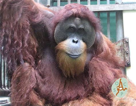 Pin on Adopt an Orangutan