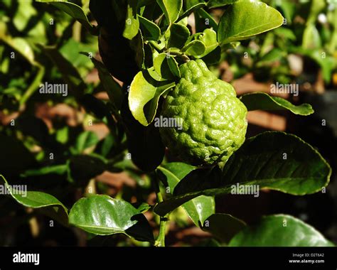 Unique Fruit: The Ugli Fruit Tree