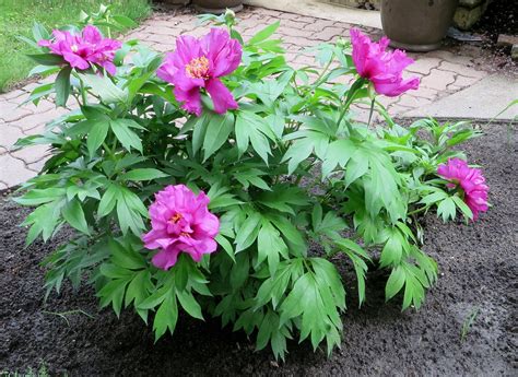 Paeonia Itoh Hybrid ‘Morning Lilac’ | Kiefer Nursery: Trees, Shrubs, Perennials