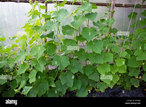 Cucumbers in a greenhouse 4151 Stock Photo - Alamy