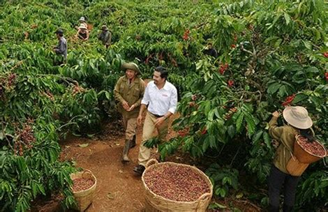 Is Chinese coffee obstructing Vietnamese coffee exports?