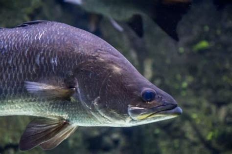 Barramundi Fish Facts | Lates calcarifer | AZ Animals