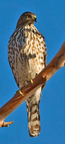 Cooper's Hawk Facts for Kids - NatureMapping