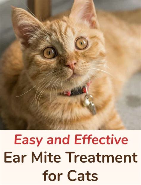 Easy and Effective Ear Mite Treatment for Cats - Miss Molly Says