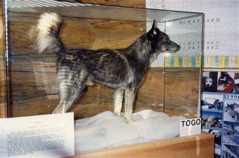 Togo: Siberian Husky & Sled Dog Hero Of The 1925 Nome Serum Run