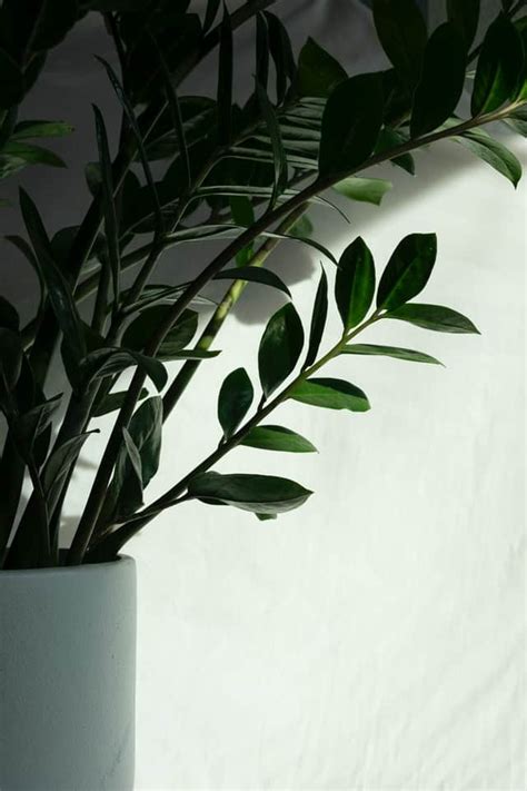 How much Light do ZZ Plants Require? - Plants Craze