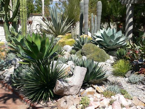 Desert Landscaping Succulents With Stepping Stones — Randolph Indoor ...