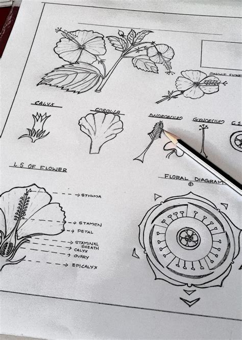 Hibiscus rosasinensis Floral Diagram