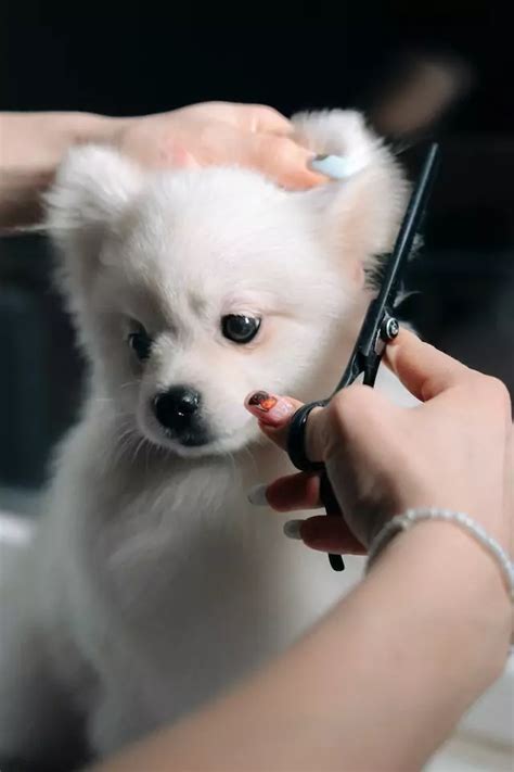 Dog Grooming Show Preparation | LittlePuppy