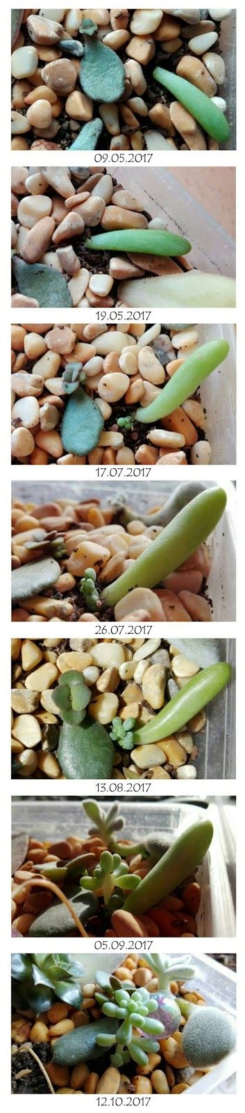 Five months' journey of a succulent leaf