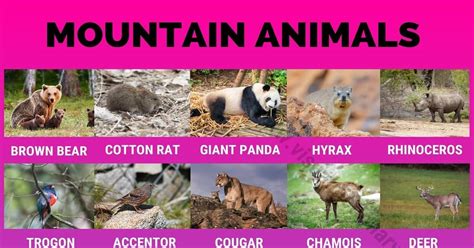 Mountain Animals List